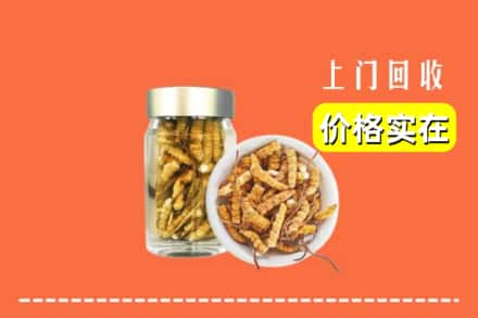 阿勒泰地区吉木乃回收散虫草