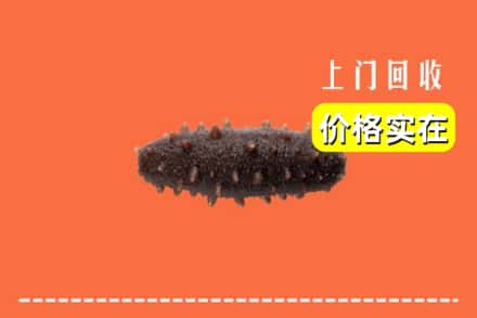 阿勒泰地区吉木乃回收海参